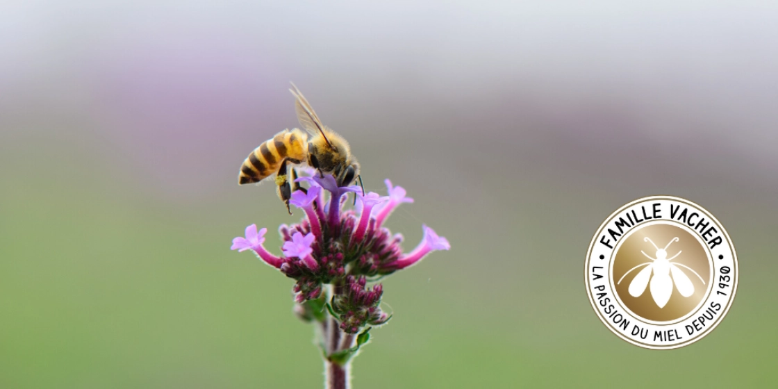 Semez des fleurs pour les abeilles avec FAMILLE VACHER !