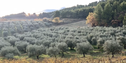L'AOP DE L'OLIVE DE NYONS ET DE SON HUILE FETE SES 30 ANS